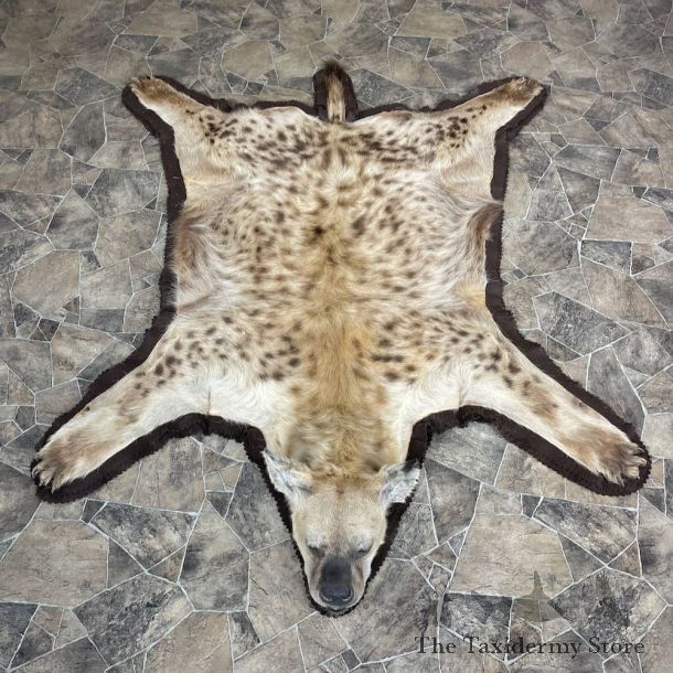 Spotted African Hyena Full-Size Taxidermy Rug #25270 For Sale @ The Taxidermy Store