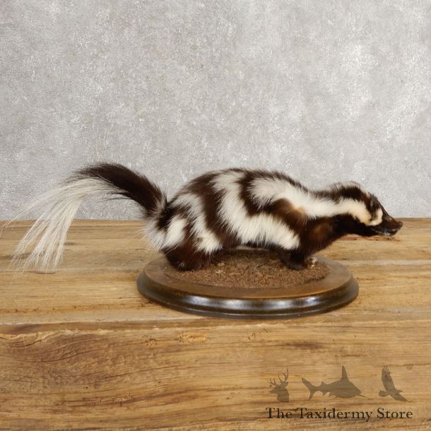 Spotted Skunk Life-Size Taxidermy Mount #21029 For Sale @ The Taxidermy Store