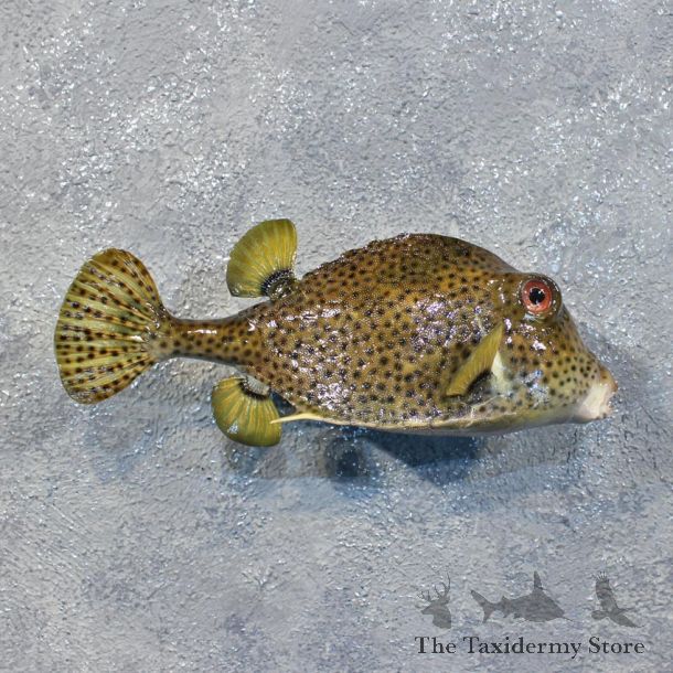 Spotted Trunkfish Taxidermy Saltwater Fish Mount #12224 For Sale @ The Taxidermy Store