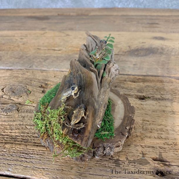 Spring Peeper Taxidermy Mount For Sale #21550 @ The Taxidermy Store