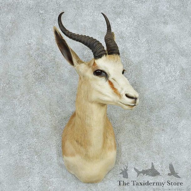 African Springbok Shoulder Mount #13612 For Sale @ The Taxidermy Store