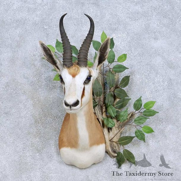 African Springbok Shoulder Mount For Sale #13968 @ The Taxidermy Store