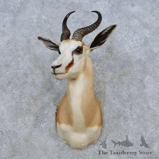 Africa Springbok Shoulder Mount For Sale #14557 @ The Taxidermy Store