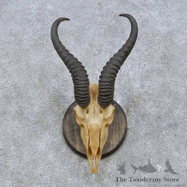 Springbok Skull & Horn European Mount For Sale #14930 @ The Taxidermy Store