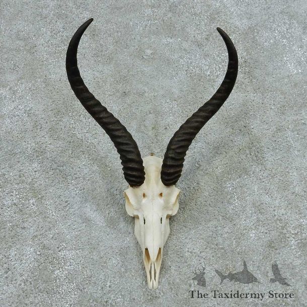 Springbok Skull Horns European Mount #13644 For Sale @ The Taxidermy Store