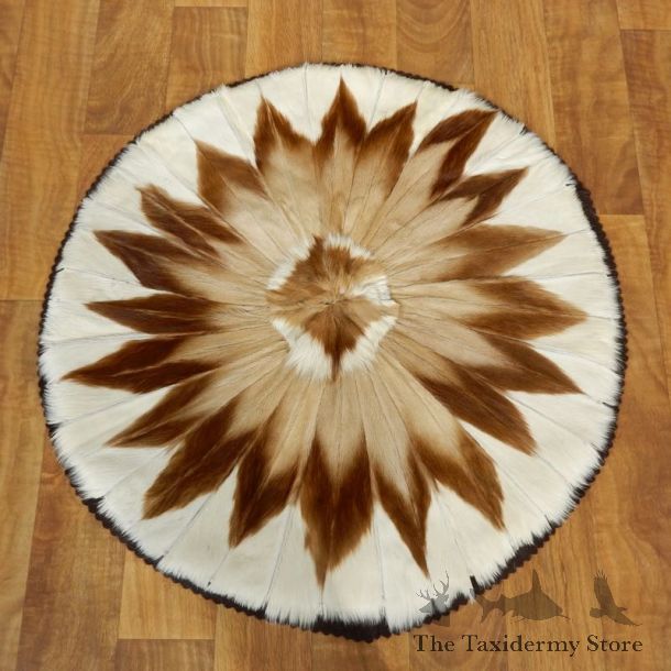 Springbok Rug Mount For Sale #17502 @ The Taxidermy Store