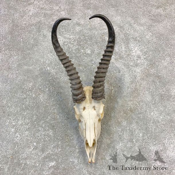 Springbok Skull Horns European Mount #21841 For Sale @ The Taxidermy Store