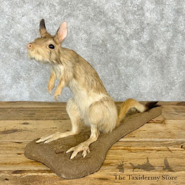 Springhare Life-Size Taxidermy Mount #25282 For Sale @ The Taxidermy Store