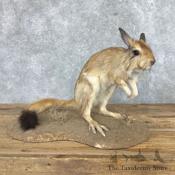 Springhare Taxidermy Mount #22152 For Sale @ The Taxidermy Store