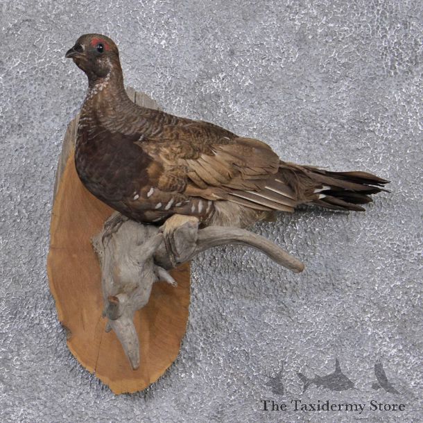 Spruce Grouse Taxidermy Bird Mount #10558 For Sale @ The Taxidermy Store