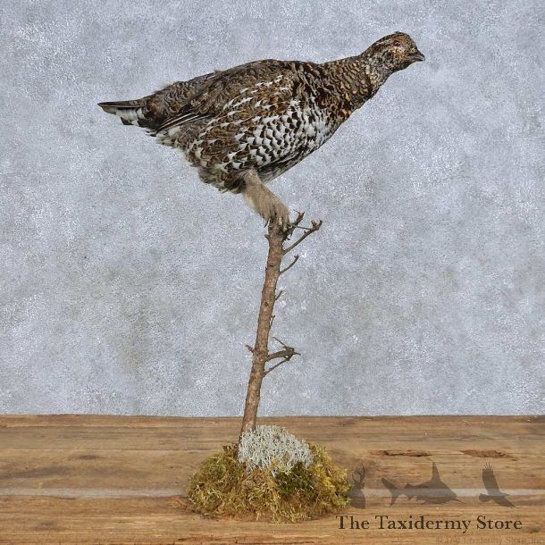 Spruce Grouse Hen Mount For Sale #14697 @ The Taxidermy Store