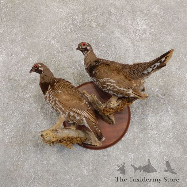 Spruce Grouse Mount For Sale #19730 @ The Taxidermy Store