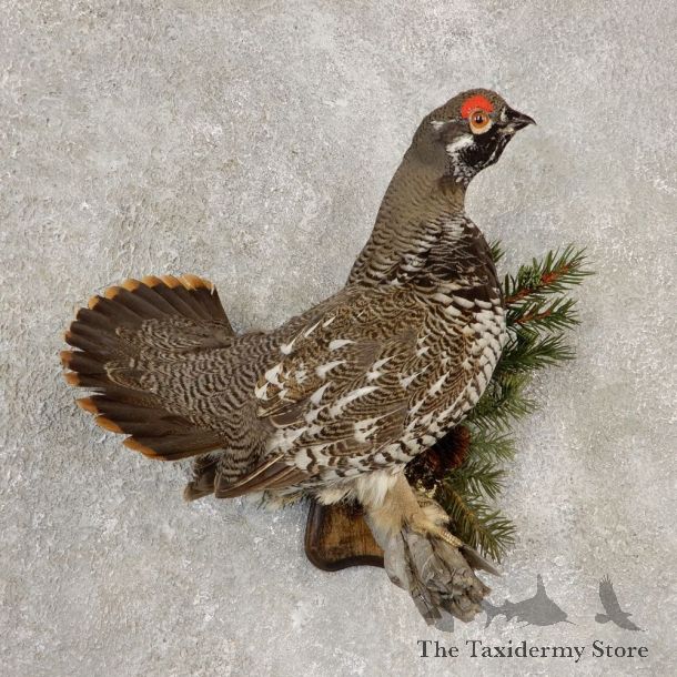 Spruce Grouse Mount For Sale #20603 @ The Taxidermy Store