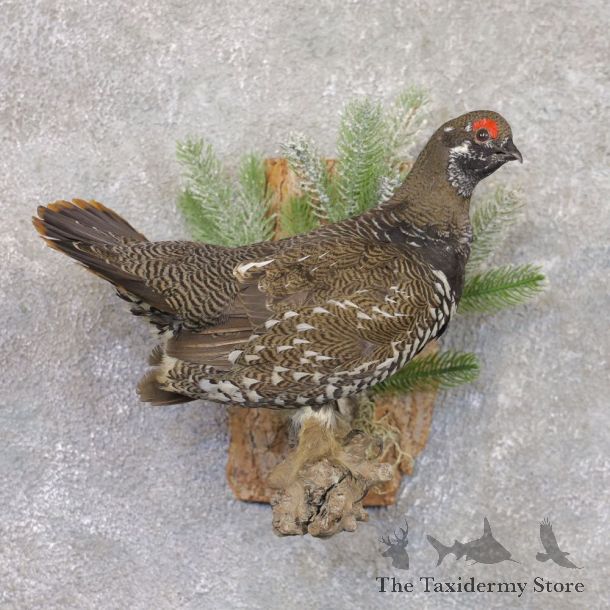 Spruce Grouse Mount For Sale #22189 @ The Taxidermy Store