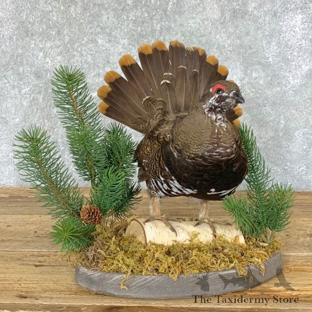 Spruce Grouse Mount For Sale #22329 @ The Taxidermy Store