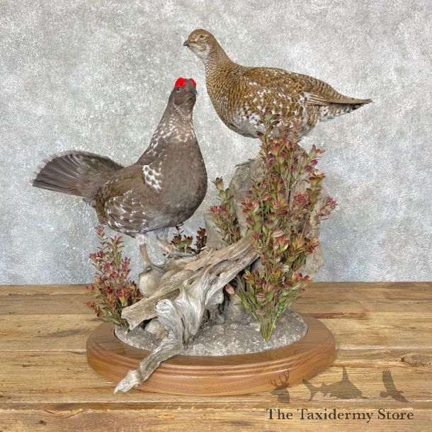 Spruce Grouse Mount For Sale #24334 @ The Taxidermy Store