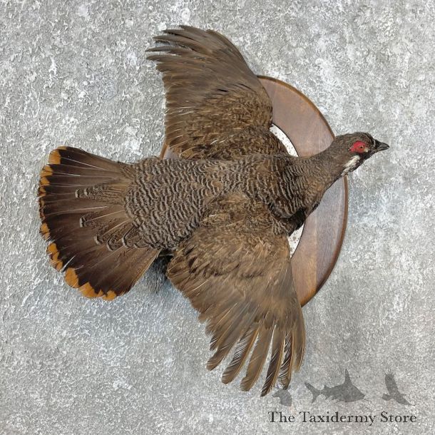 Spruce Grouse Mount For Sale #25445 @ The Taxidermy Store