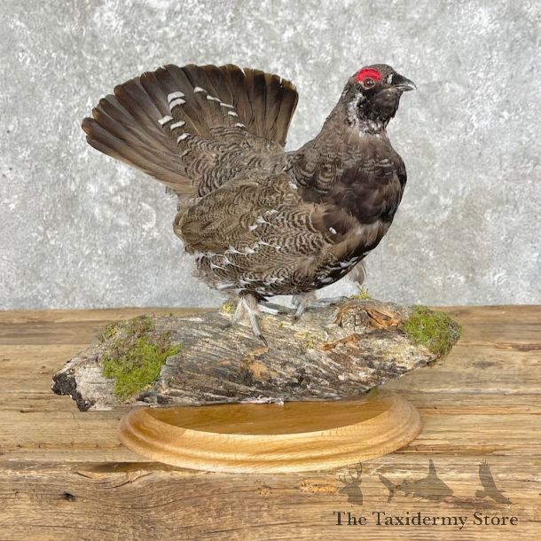 Spruce Grouse Mount For Sale #27606 - The Taxidermy Store