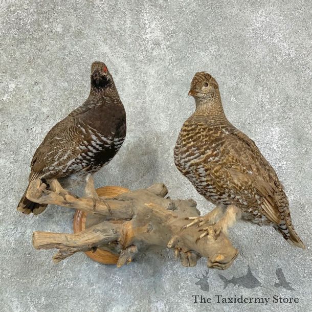 Spruce Grouse Pair Taxidermy Mount For Sale #22684 @ The Taxidermy Store