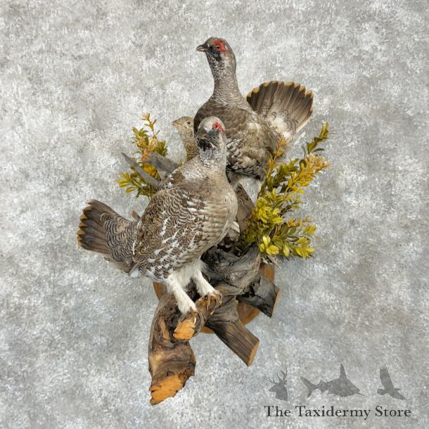 Spruce Grouse Mount For Sale #22189 @ The Taxidermy Store