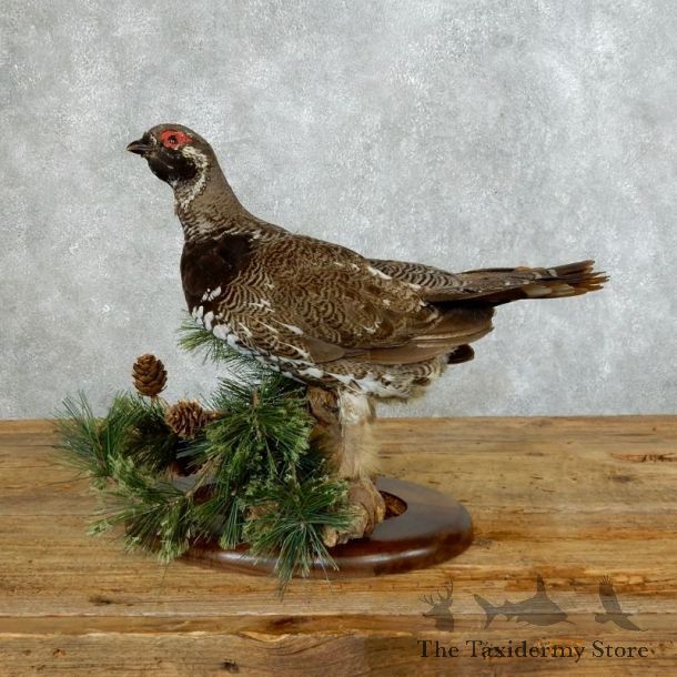 Spruce Grouse Mount For Sale #18361 @ The Taxidermy Store