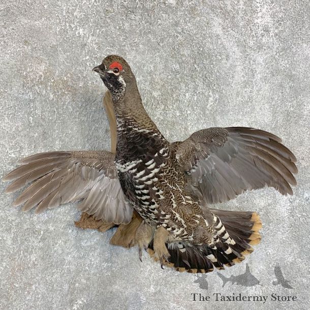 Spruce Grouse Taxidermy Mount For Sale #22076 @ The Taxidermy Store