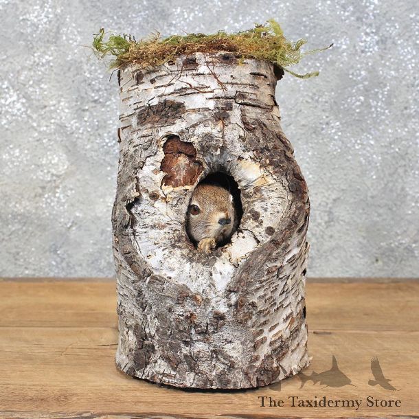 Red Squirrel Mount in a Log #12208 For Sale @ The Taxidermy Store