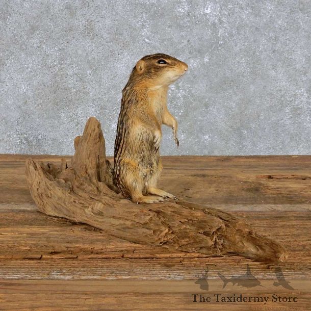 Ground Squirrel Mount For Sale #14405 @ The Taxidermy Store