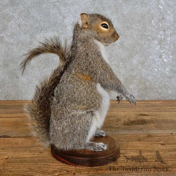 Grey Squirrel Novelty Mount For Sale #15956 @ The Taxidermy Store