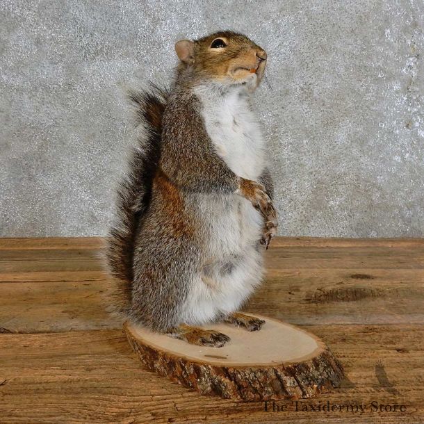 Grey Squirrel Novelty Mount For Sale #15957 @ The Taxidermy Store