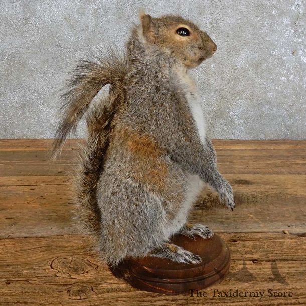 Grey Squirrel Novelty Mount For Sale #15958 @ The Taxidermy Store