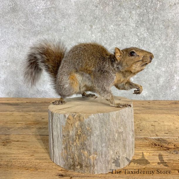 Squirrel Life-Size Mount For Sale #22839 @ The Taxidermy Store