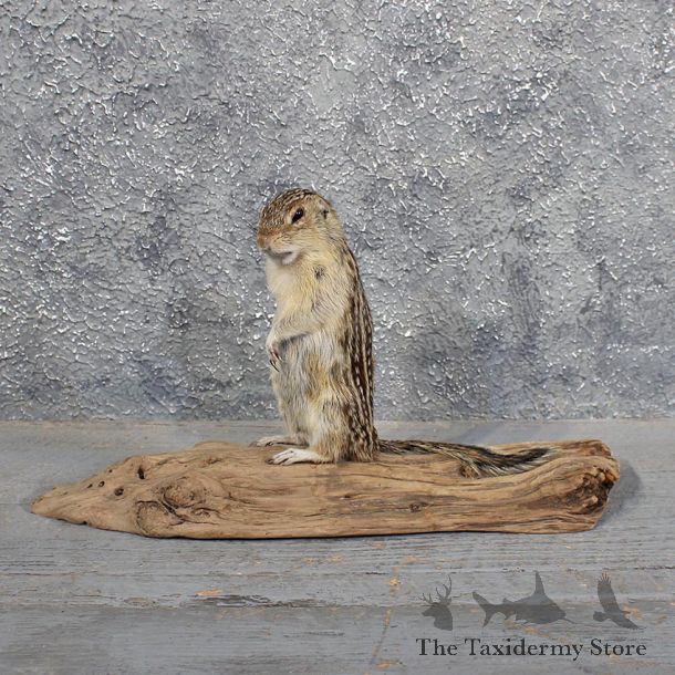 Thirteen Lined Ground Squirrel #11682 For Sale @ The Taxidermy Store