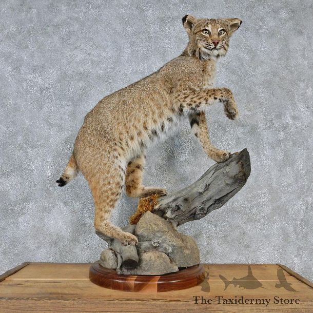 Standing Bobcat Taxidermy Mount #12561 For Sale @ The Taxidermy Store