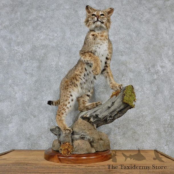 Standing Bobcat Taxidermy Mount #12571 For Sale @ The Taxidermy Store