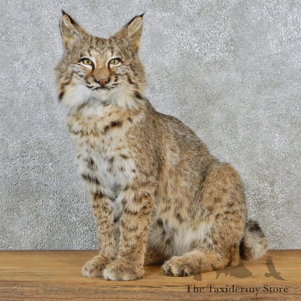 Sitting Bobcat Taxidermy Mount #12671 For Sale @ The Taxidermy Store