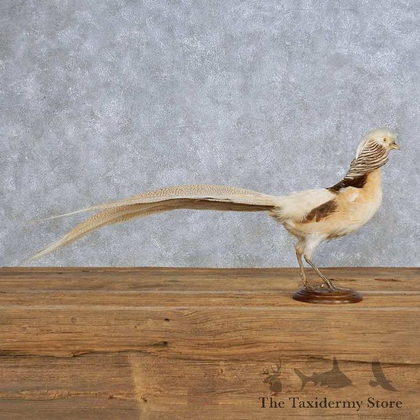 Buff Pheasant Bird Mount For Sale #14209 @ The Taxidermy Store