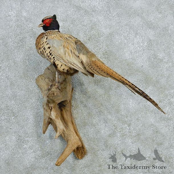 Buff Ringneck Pheasant Bird Mount #12656 For Sale @ The Taxidermy Store