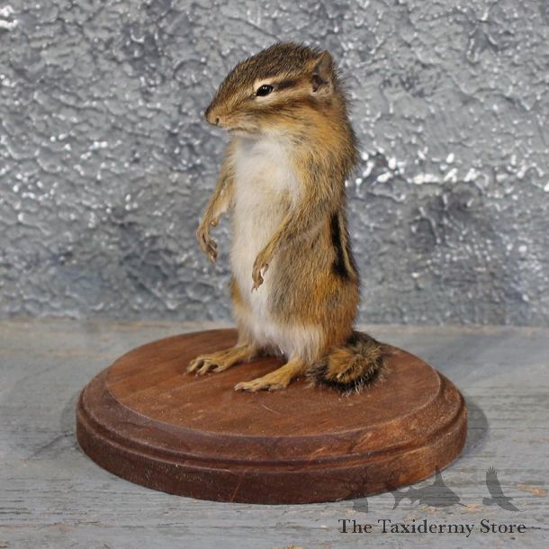 Upright Standing Chipmunk Mount #11676 For Sale @ The Taxidermy Store