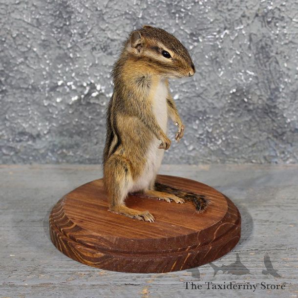 Upright Standing Chipmunk Mount #11677 For Sale @ The Taxidermy Store