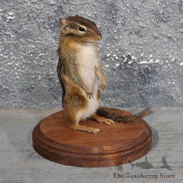 Upright Standing Chipmunk Mount #11678 For Sale @ The Taxidermy Store