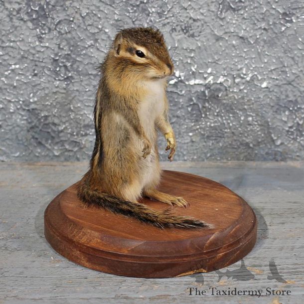 Upright Standing Chipmunk Mount #11679 For Sale @ The Taxidermy Store