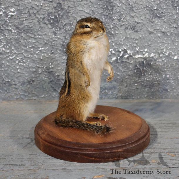 Upright Standing Chipmunk Mount #11680 For Sale @ The Taxidermy Store
