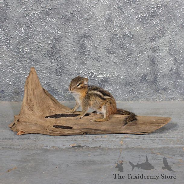 Standing Chipmunk Mount #11683 For Sale @ The Taxidermy Store