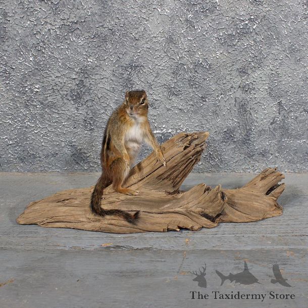 Standing Chipmunk Mount #11684 For Sale @ The Taxidermy Store
