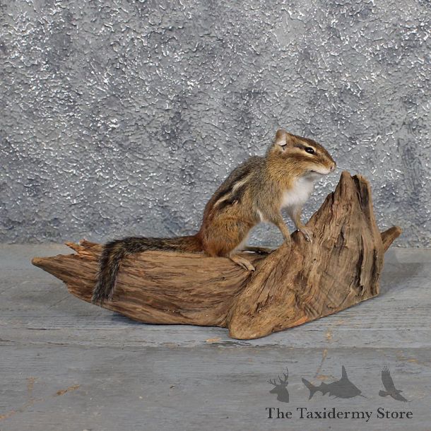 Standing Chipmunk Mount #11685 For Sale @ The Taxidermy Store