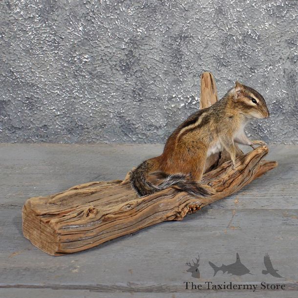 Standing Chipmunk Mount #11686 For Sale @ The Taxidermy Store