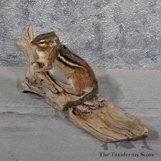 Standing Chipmunk Mount #11687 For Sale @ The Taxidermy Store