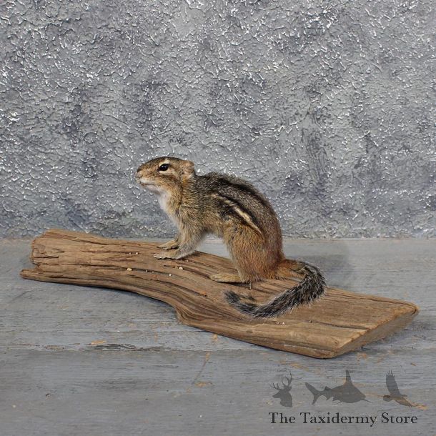 Standing Chipmunk Mount #11688 For Sale @ The Taxidermy Store