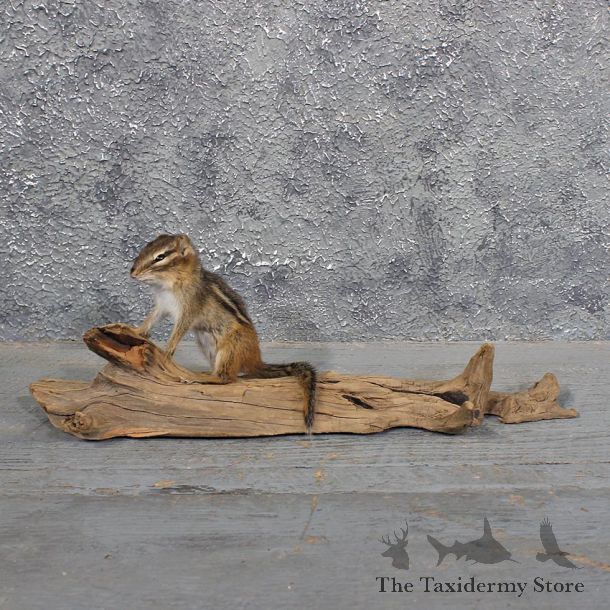 Standing Chipmunk Mount #11689 For Sale @ The Taxidermy Store